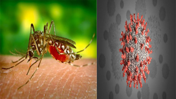 Covid and dengue co-infections is the new concern in India Covid and dengue co-infections is the new concern in India