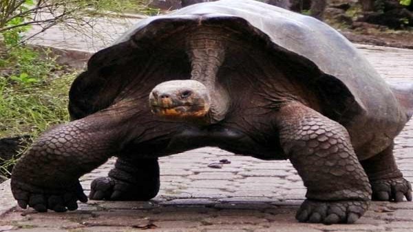 Representational Image Representational Image