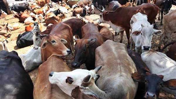 Seizure of animals can be done under 2017 rules of PCA Act pending litigation: Centre Seizure of animals can be done under 2017 rules of PCA Act pending litigation: Centre