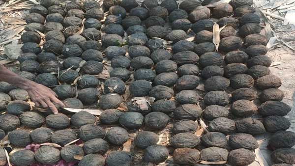 Over 200 crude bombs recovered in poll bound Bengal Over 200 crude bombs recovered in poll bound Bengal