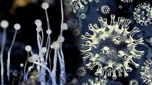 Declare black fungus a notified disease under Epidemic Disease Act: Home Ministry tells states Declare black fungus a notified disease under Epidemic Disease Act: Home Ministry tells states