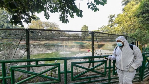 How to prevent further spread of SARS CoV-2 in zoo, captive wild animals?