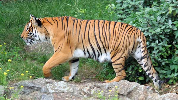 Indochinese tigers