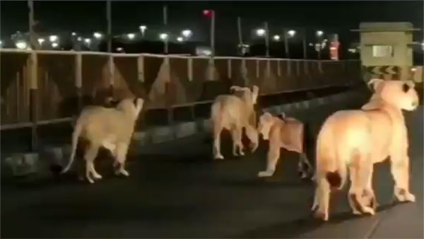 WATCH: A pride of lions pay surprise visit to Gujarat port WATCH: A pride of lions pay surprise visit to Gujarat port