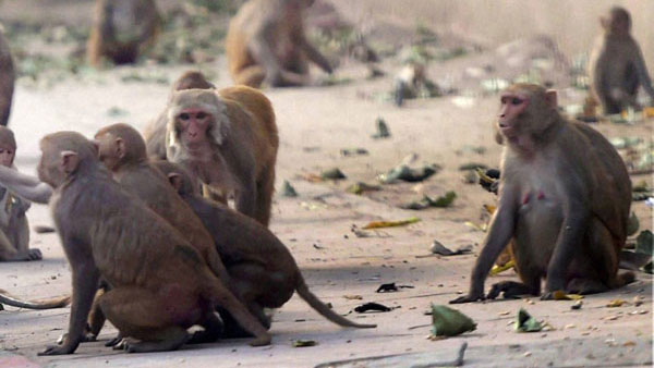 Monkey b virus transmission