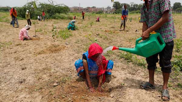 Indians plant 250 million saplings in green campaign