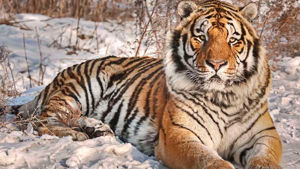Siberian tigers