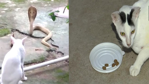 Odisha: Pet cat stands guard against cobra for 30 minutes outside house to save owner’s family in Bhubaneswar Odisha: Pet cat stands guard against cobra for 30 minutes outside house to save owner’s family in Bhubaneswar