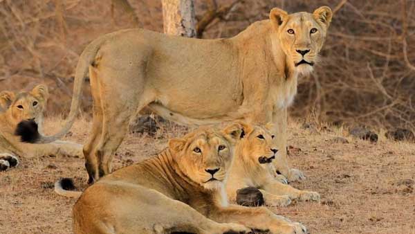 Dominating male lion