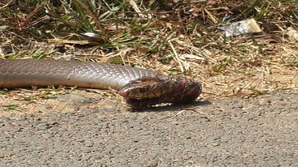 Wildlife conservation and its importance 