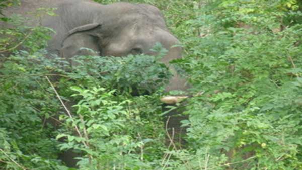 Wildlife conservation and its importance 