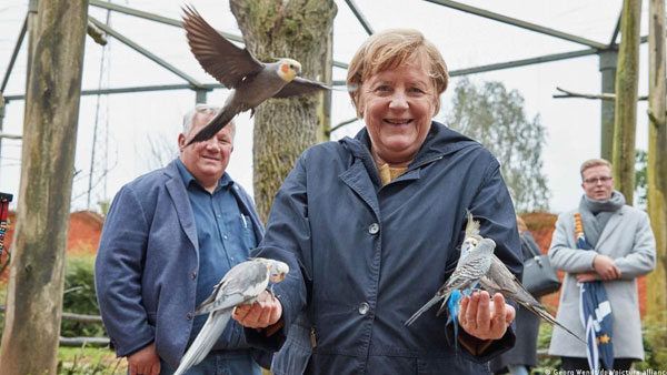 Parrots swoop in for Merkel swan song