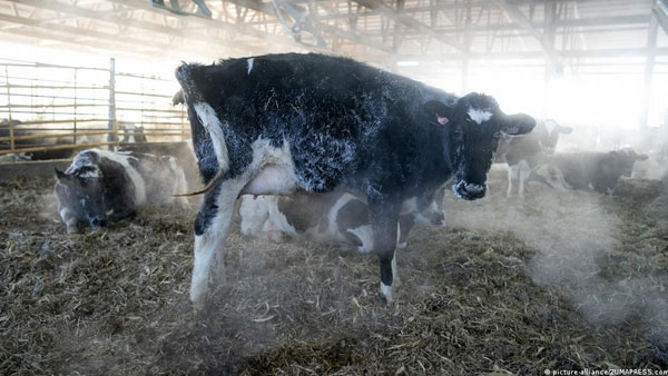 Climate-friendly beef is a long way off