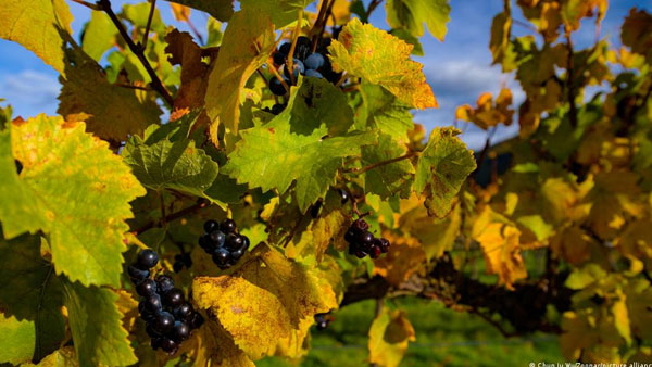 UK and New Zealand ink trade deal UK and New Zealand ink trade deal