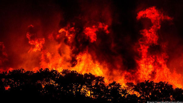 Passive rewilding: If you love it, set it free