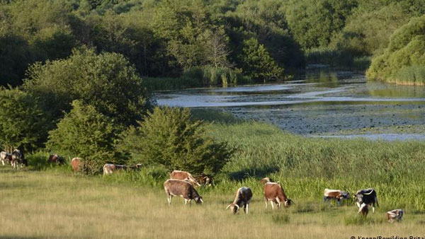 Passive rewilding: If you love it, set it free