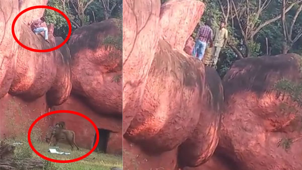 Viral video: ‘In search of diamonds’, man tries to enter lion enclosure, handed over to police Viral video: ‘In search of diamonds’, man tries to enter lion enclosure, handed over to police
