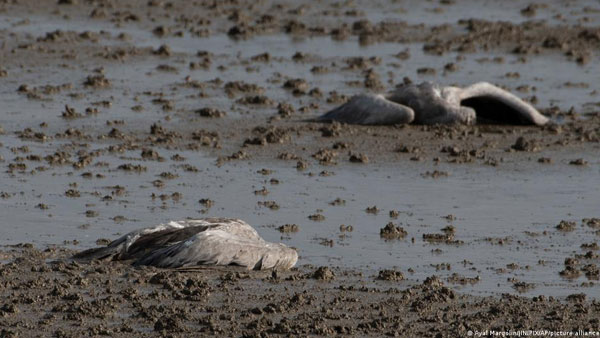 Israel: Bird flu kills cranes, forces chicken cull