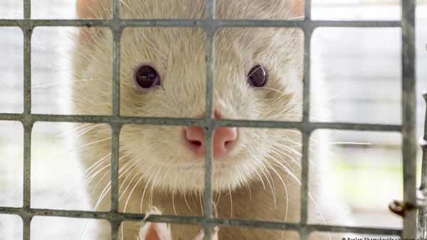 Elle to drop fur from magazines worldwide