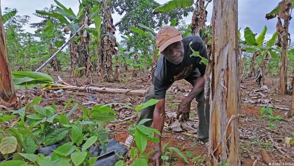 Cocoa for conservation in Ghana