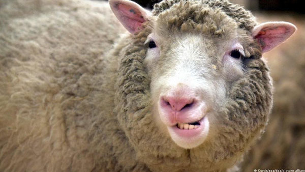25 years of Dolly the sheep