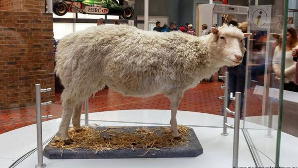 25 years of Dolly the sheep