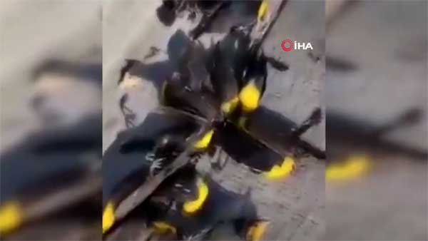 WATCH: Flock of birds fall to death in Mexico WATCH: Flock of birds fall to death in Mexico