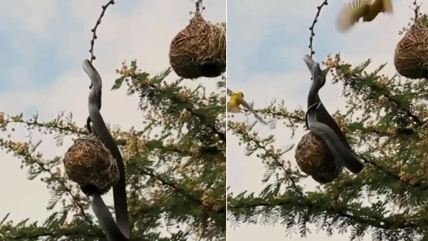 Video of birds fighting snake to save its eggs goes viral Video of birds fighting snake to save its eggs goes viral