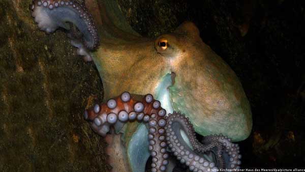 Do octopuses have emotions?