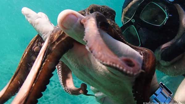 Do octopuses have emotions?