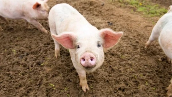 African Swine Fever: 16 more pigs die in Mizoram; Toll rises to 770 in two months African Swine Fever: 16 more pigs die in Mizoram; Toll rises to 770 in two months
