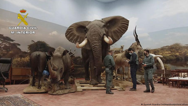 Spanish police find warehouse of stuffed animals Spanish police find warehouse of stuffed animals