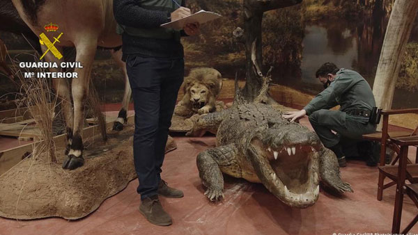 Spanish police find warehouse of stuffed animals Spanish police find warehouse of stuffed animals