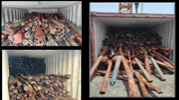 Operation Rakth Chandan: DRI seizes Red Sanders worth Rs 11.70 crore