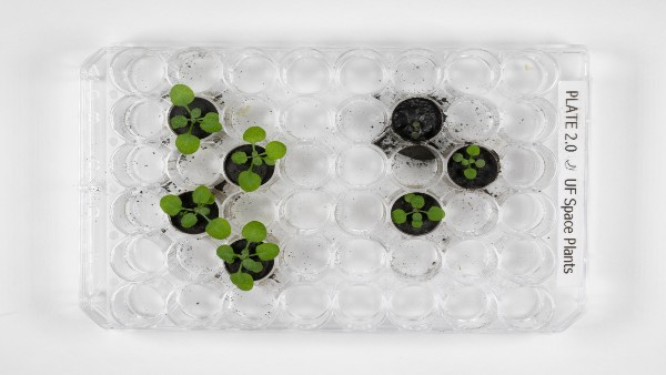 For the first time, scientists grow plants in soil samples collected from the Moon