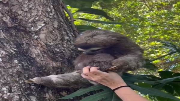 Video grab Video grab