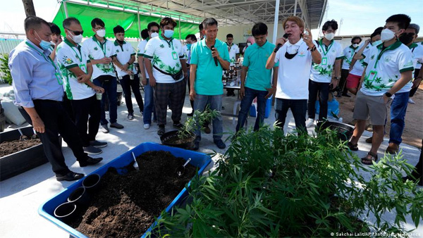 Thailand decriminalizes growing cannabis