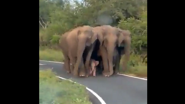 Viral: This video of baby elephant being escorted by herd will make your day Viral: This video of baby elephant being escorted by herd will make your day