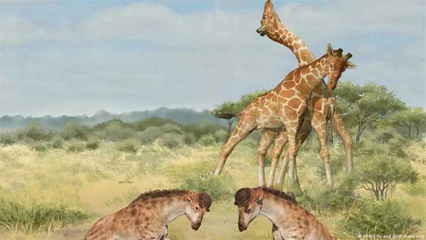 Necks for sex: How giraffes evolved Necks for sex: How giraffes evolved