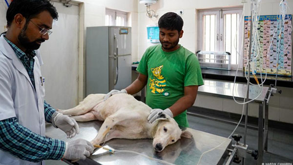 Indias forgotten stray animals suffer under record heat