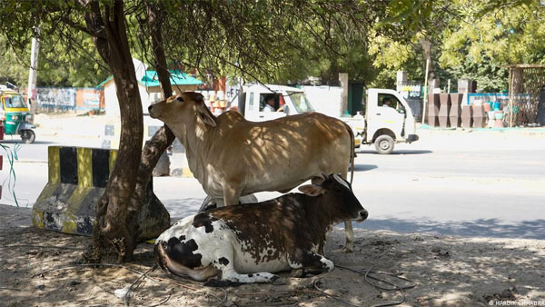 Indias forgotten stray animals suffer under record heat