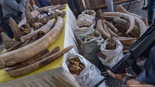 Malaysia seizes animal parts worth $18 million