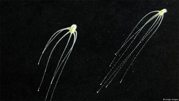 Amazing Planet: Are hydra really immortal?