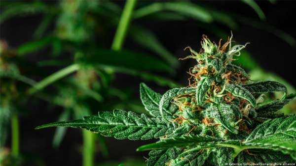 In Latin America, synthetic drugs more popular than cocaine