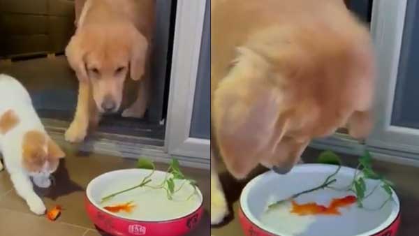 Viral: Video of dog putting into water while cat watches goes viral; netizen slam the person who filmed it Viral: Video of dog putting into water while cat watches goes viral; netizen slam the person who filmed it