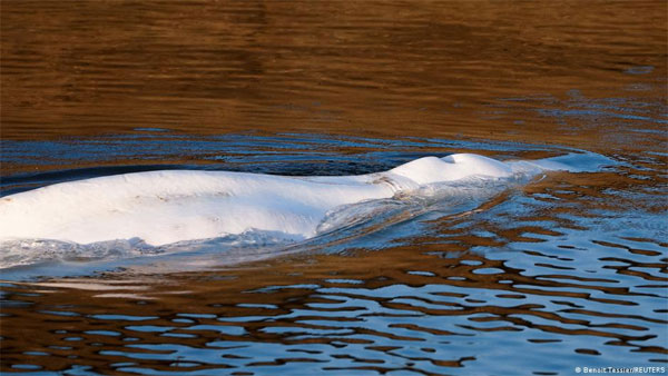 Stranded beluga whale rescued from Seine river in France