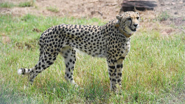 A cheetah released inside a special enclosure