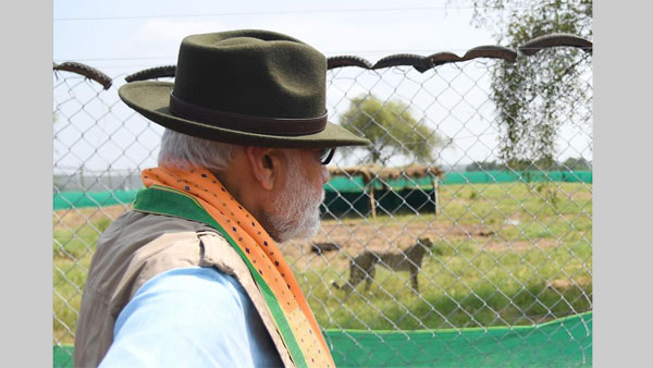 PM after releasing a cheetah