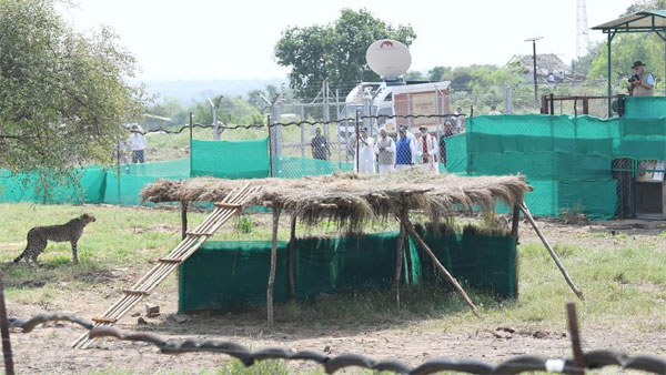 Cheetah inside special enclosure