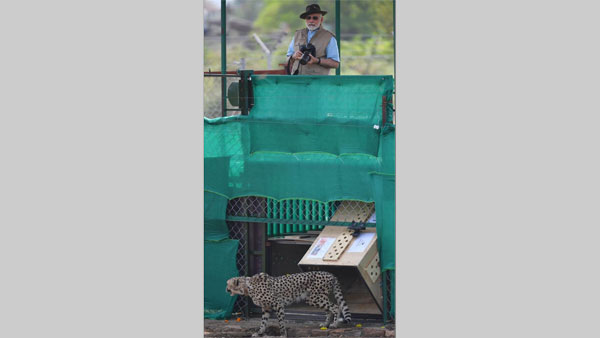 PM after releasing cheetah